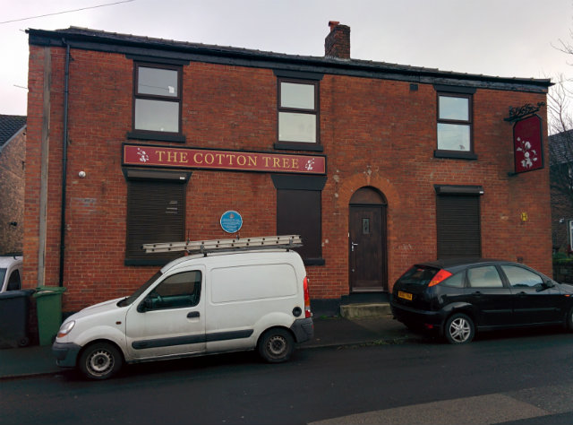 Cotton Tree, Hyde Cotton Tree, Hyde