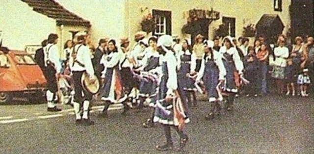 Golden Pheasant, Cliburn Golden Pheasant, Cliburn