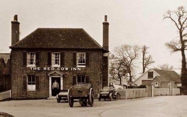 Red Cow, Shelley Red Cow, Shelley