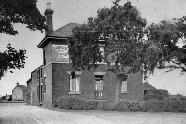 Ostrich, Leverton