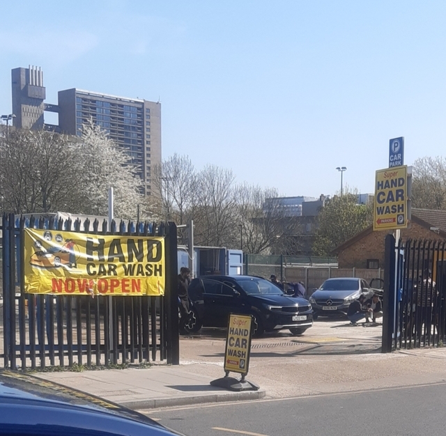 Royal Charlie, Poplar Royal Charlie, Poplar