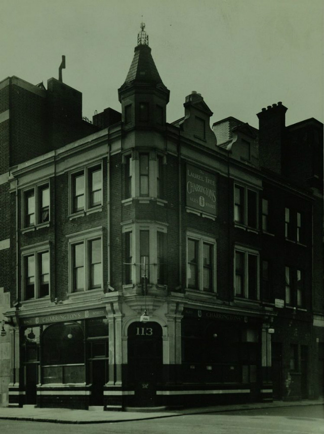 Laurel Tree, Camden Laurel Tree, Camden